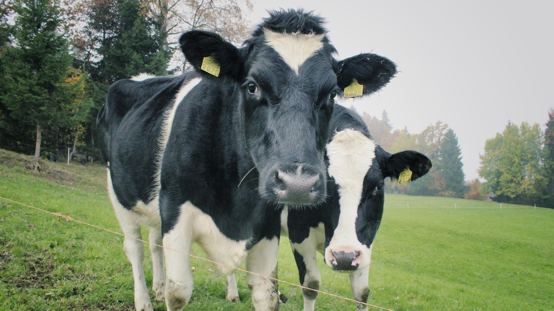 Dairy