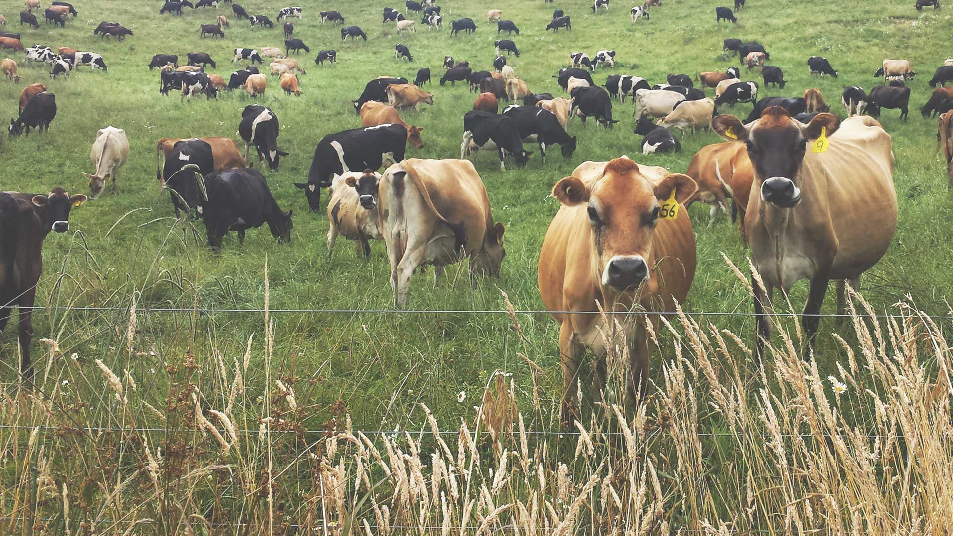 Herd Health & Fonterra Farm Wellness