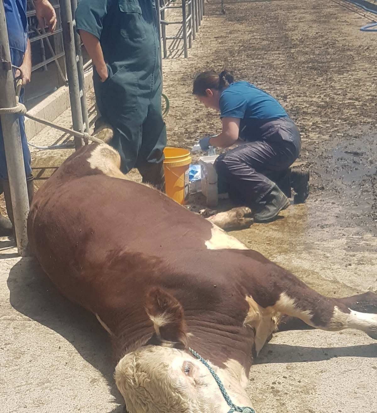 Advanced Cattle Surgery