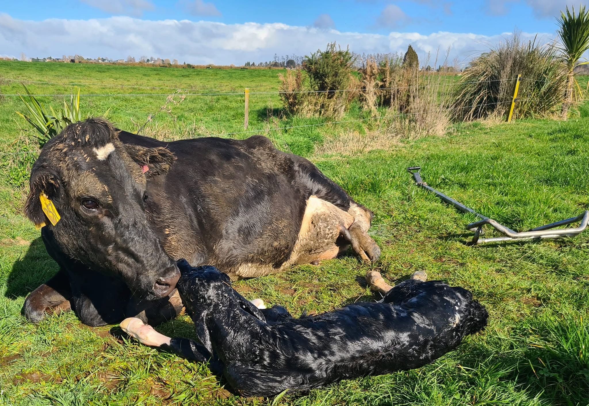 A dairy cow resting in the paddock with her newborn calf