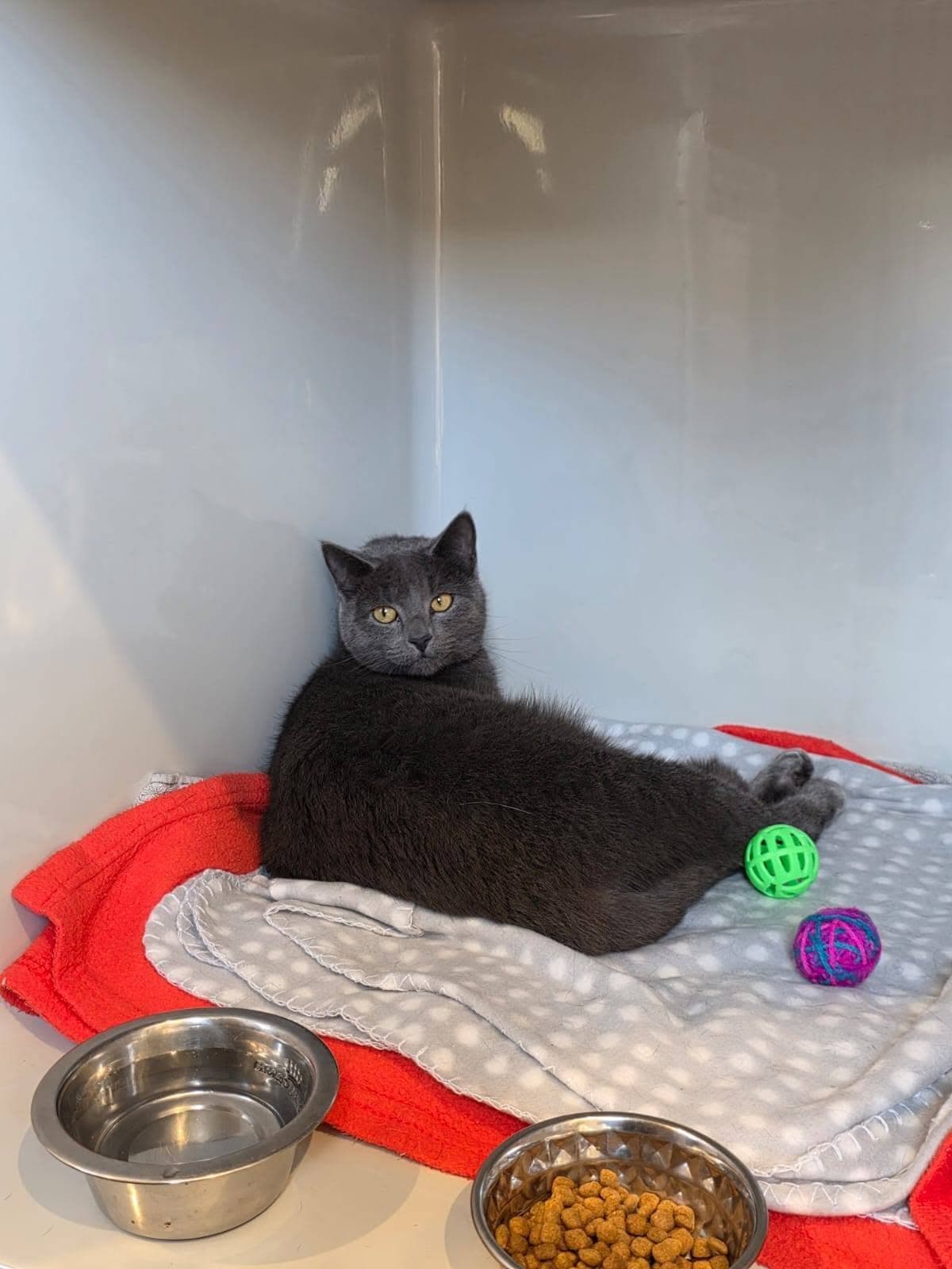 A cat stretched out on blankets with its toys in a Moggy Manor cattery room