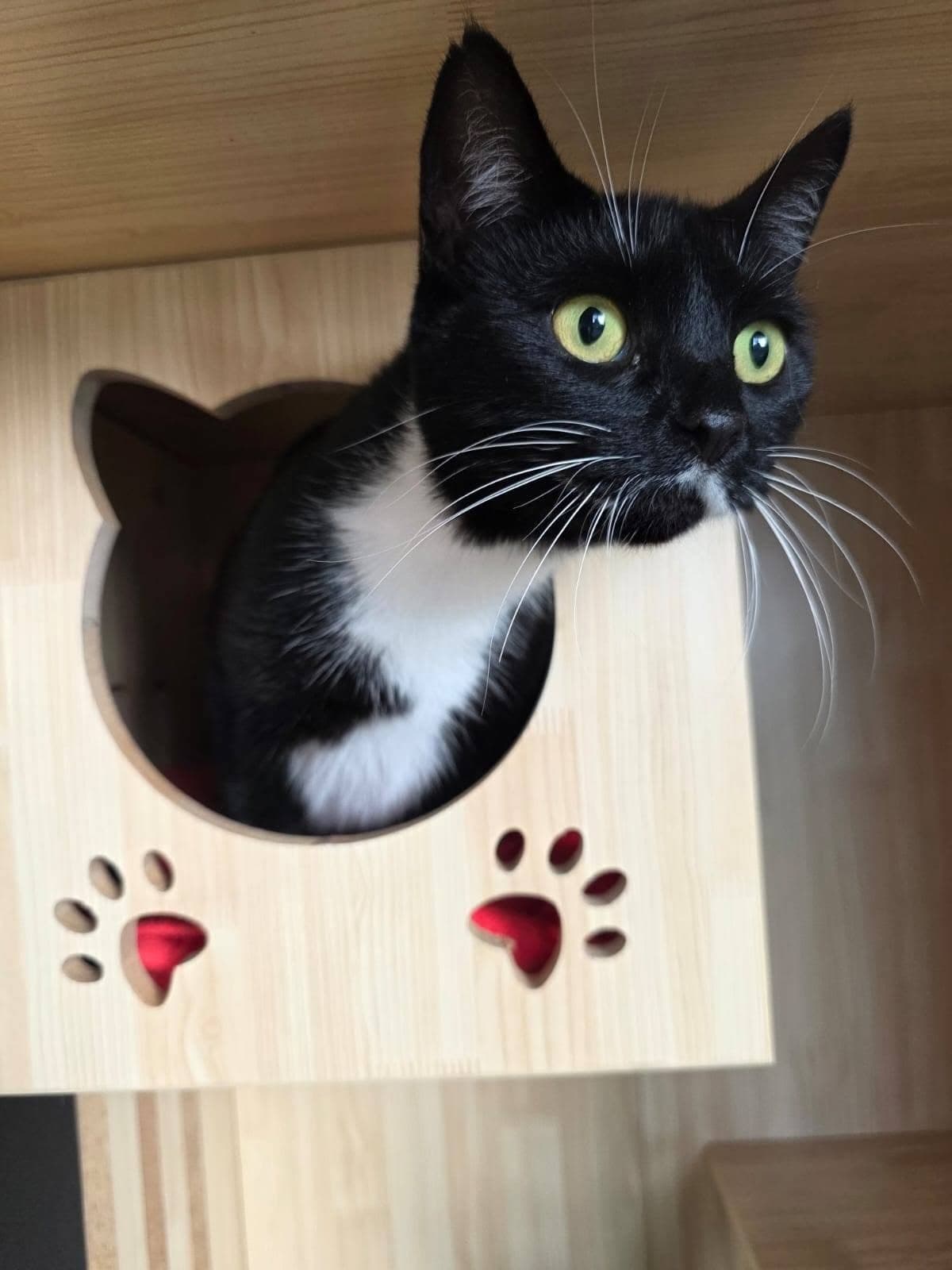 A cat settled in at Moggy Manor