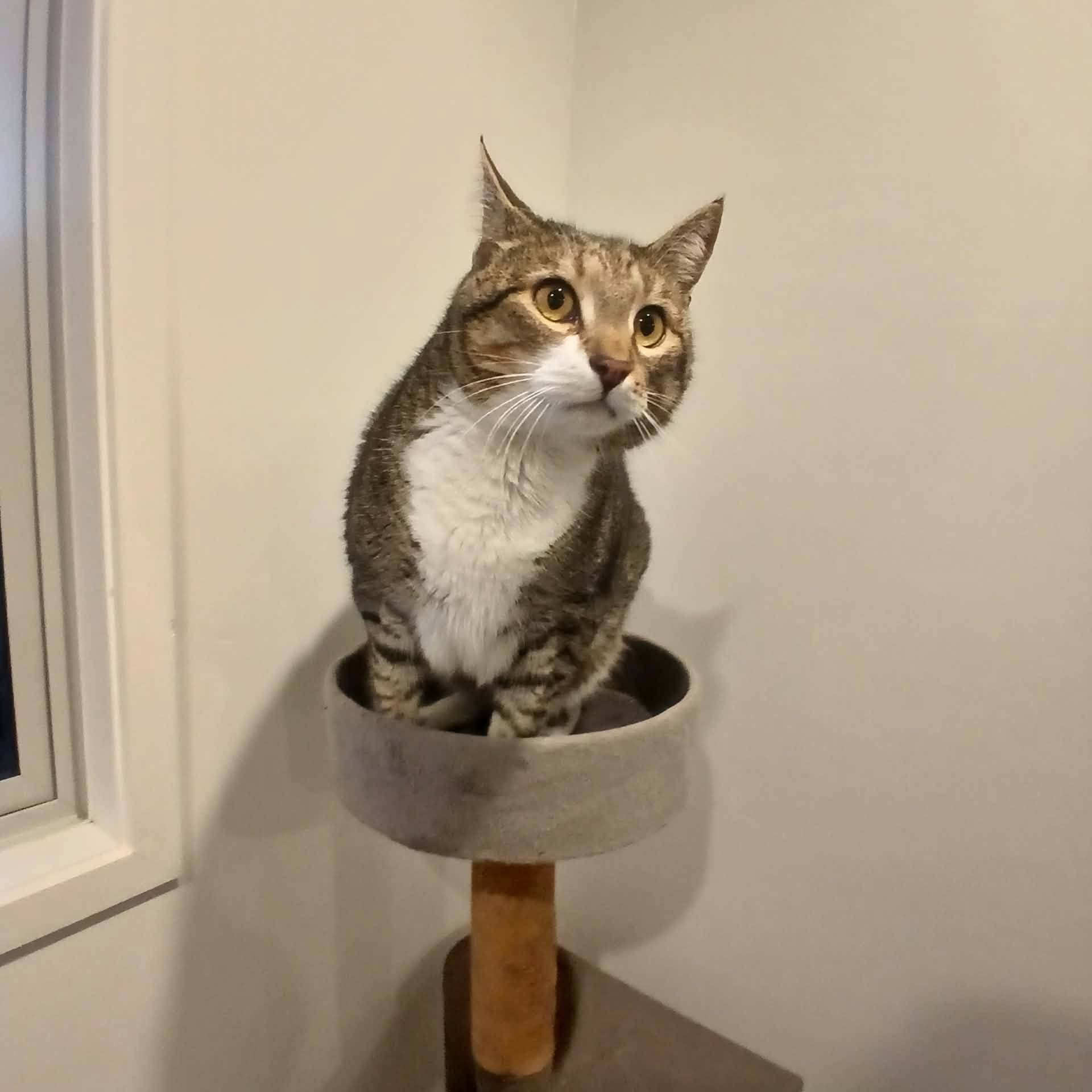 A Moggy Manor cattery guest