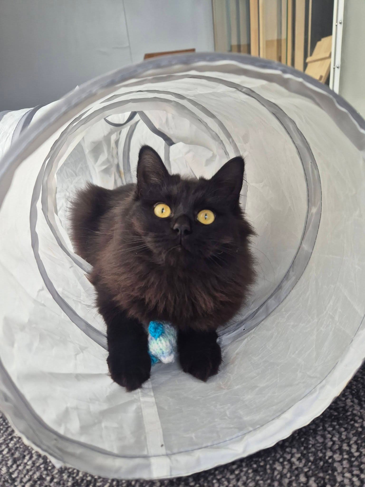 A cat relaxing at Moggy Manor