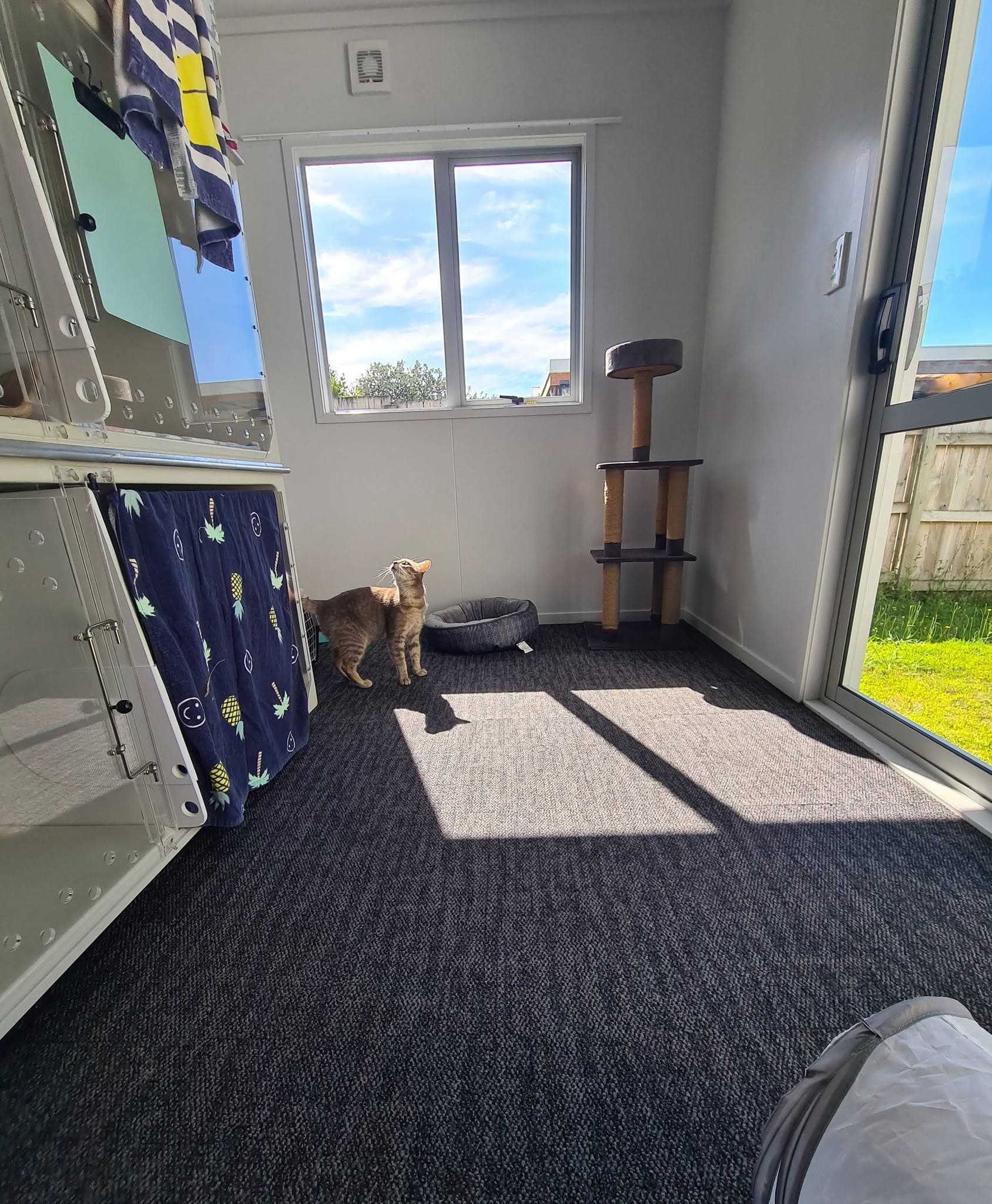 A happy cattery guest at Moggy Manor