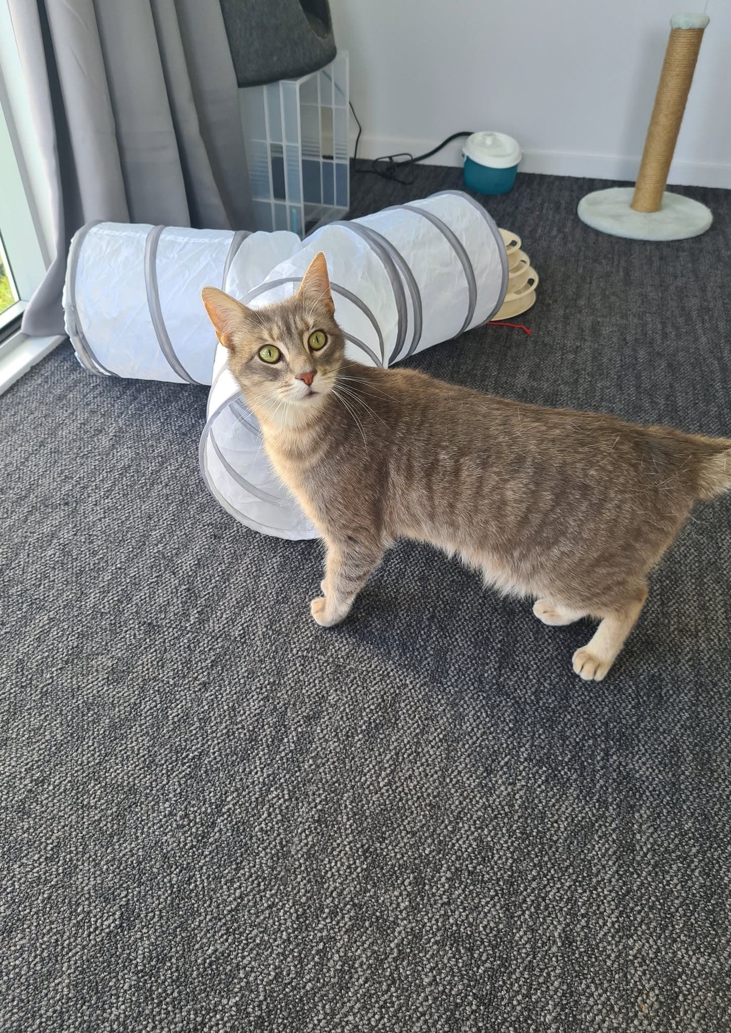 A cat at the Moggy Manor cattery