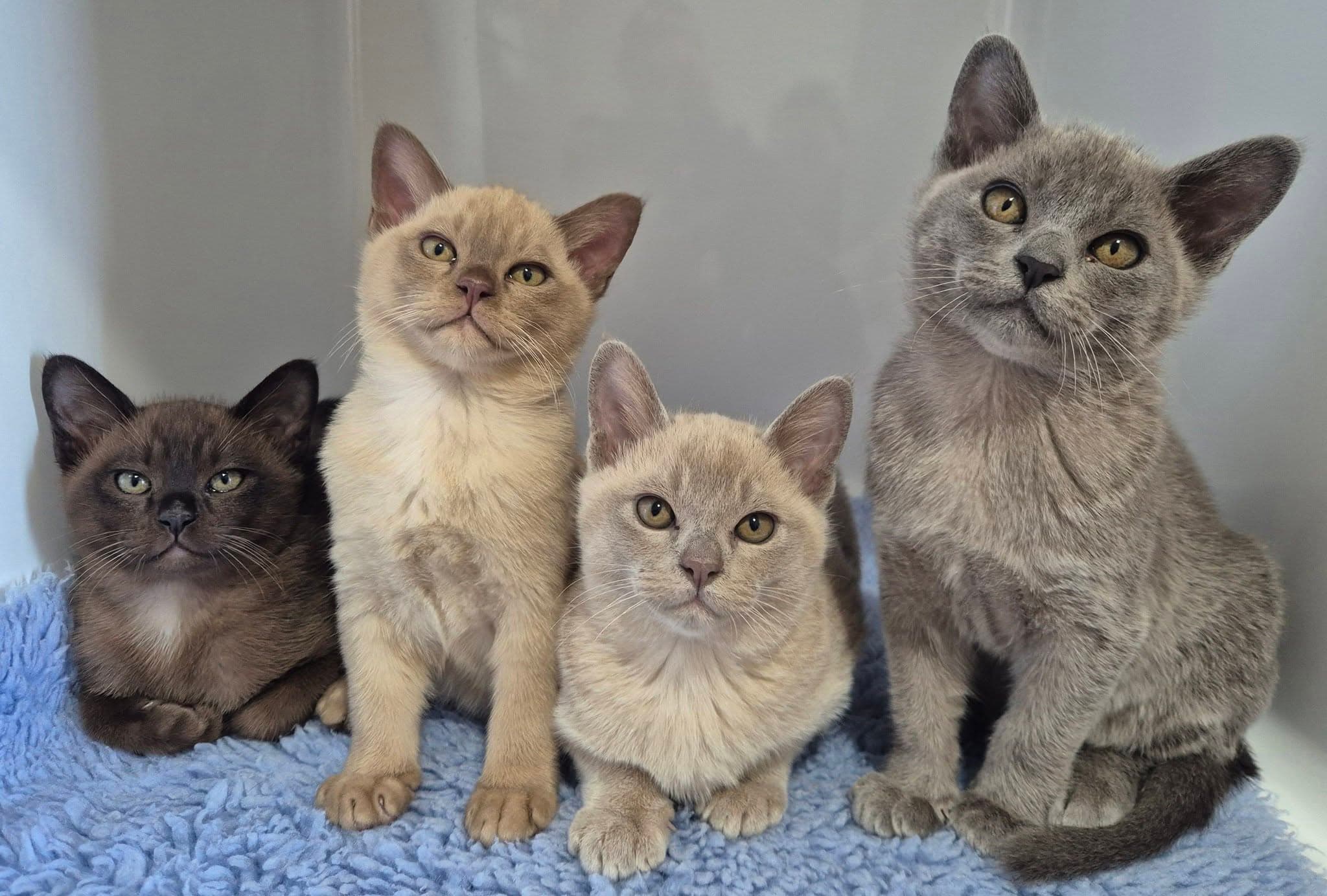 A litter of four Burmese kittens sitting together on a blue blanket