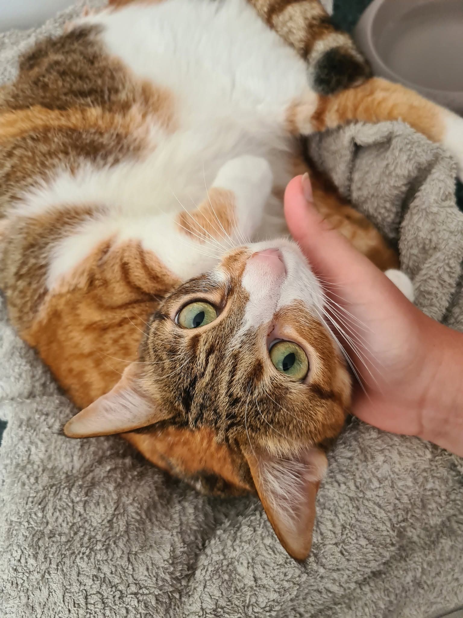 A contented cat settled in at the 3 Stone Vets cattery
