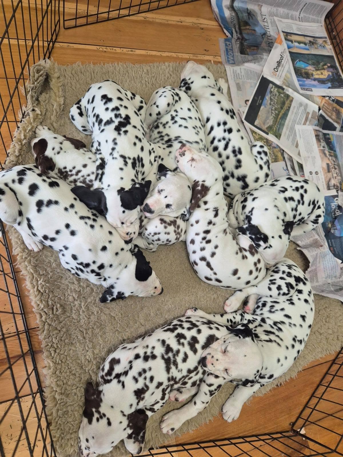 Puppy Pre-School
