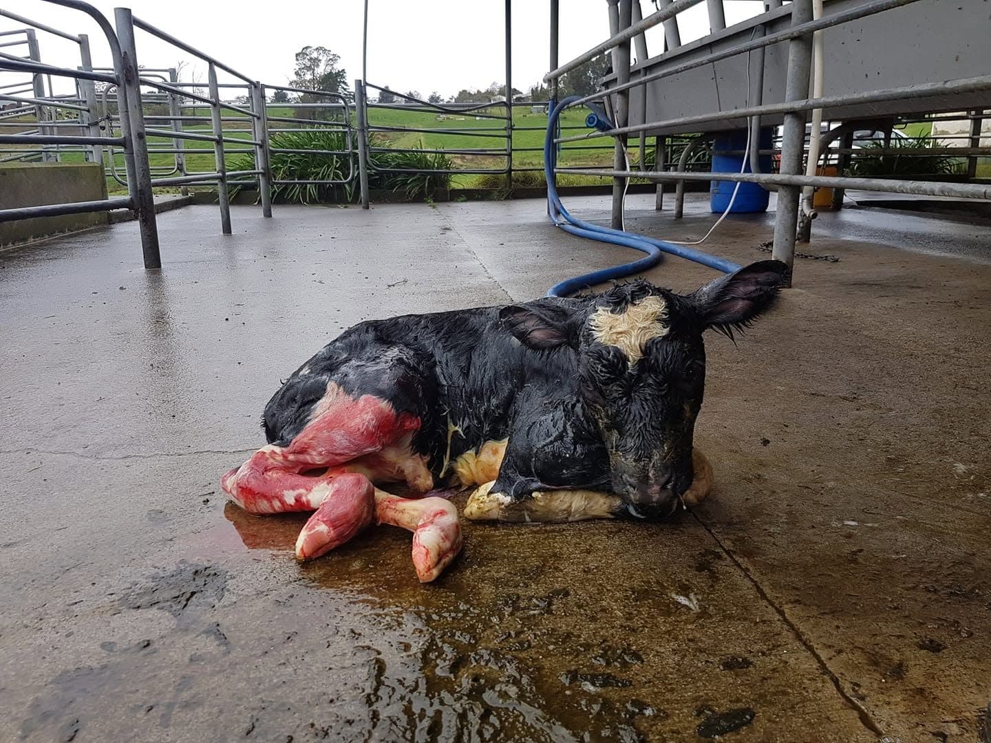 Calf Health & Rearing