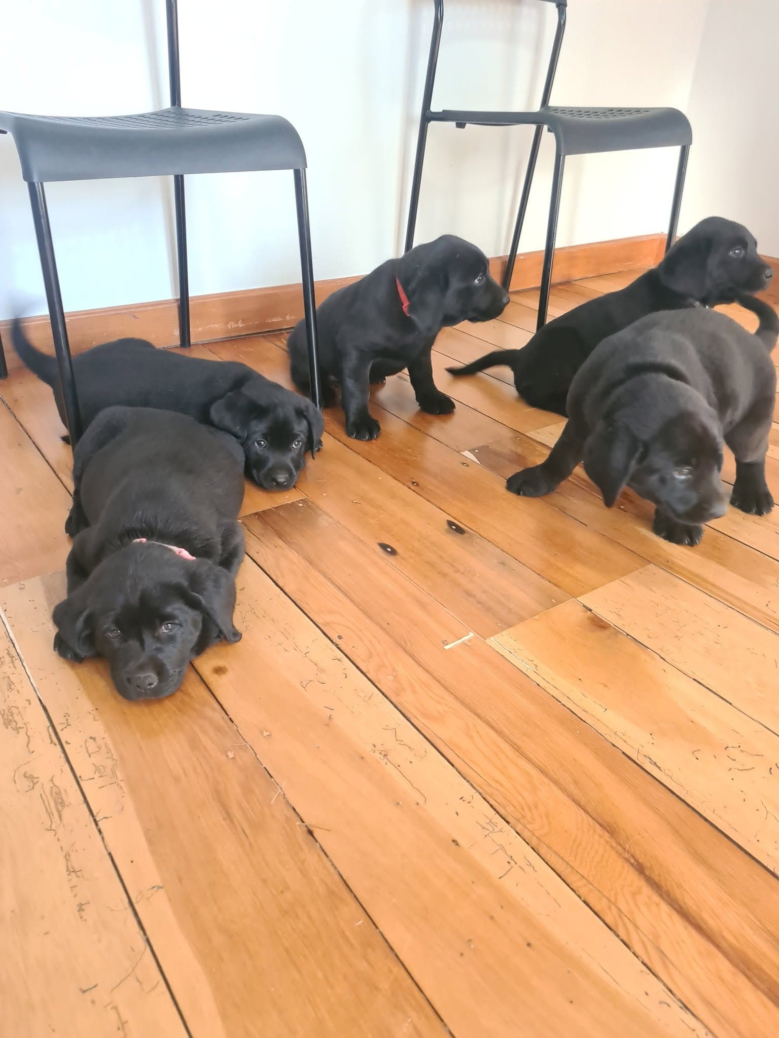 Puppy & Kitten Care